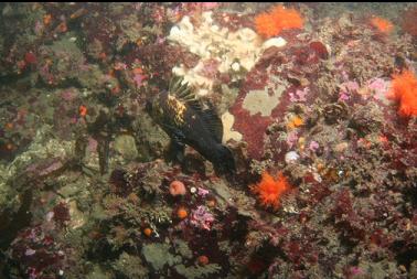 quillback rockfish at base of wall