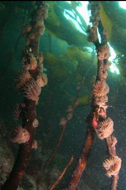 brooding anemones on kelp