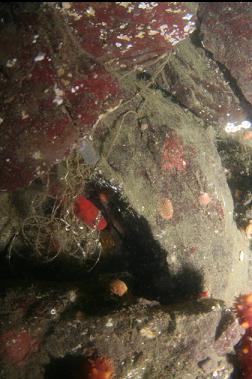 red brotula under rocks