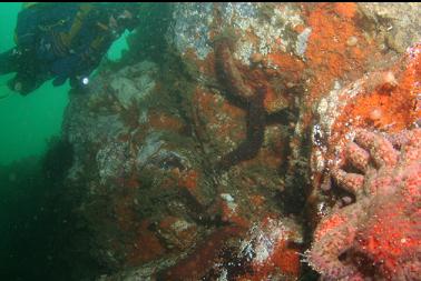 sunflower star on wall on first dive