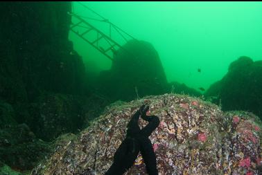 seastar below gangway