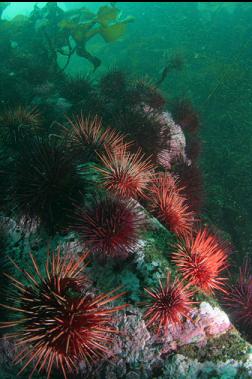 urchins on shallower reef