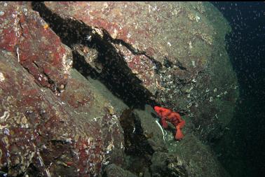 tiger rockfish under school of mysid shrimp