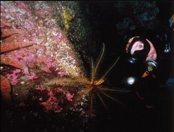 FEATHER STAR 