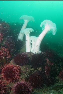 plumose anemones and urchins
