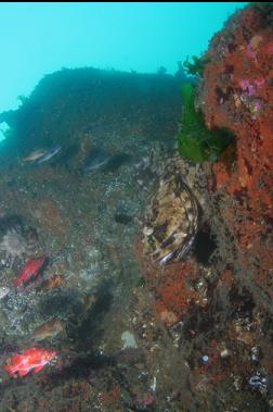 cabezon and rockfish