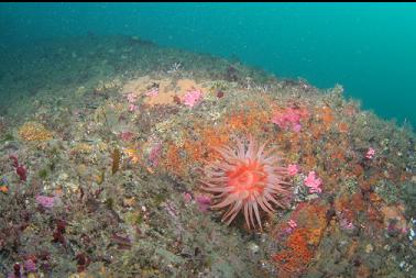 crimson anemone on deeper reef