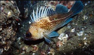 QUILLBACK ROCKFISH