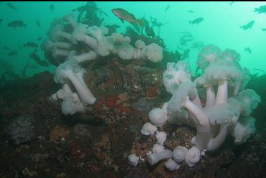 plumose anemones