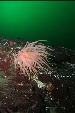 crimson anemone