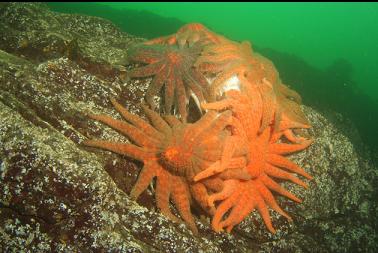 sunflower stars eating octopus