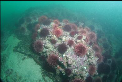 urchins on reef