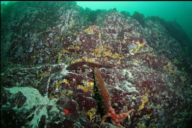 California cucumbers on reef