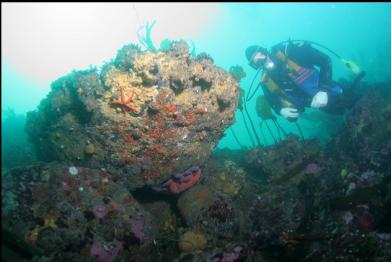 boulders on sewer pipe reef