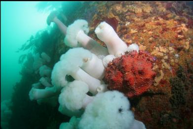 Puget Sound king crab on wall