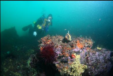 urchin and copper rockfish