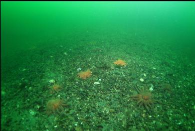 sunflower stars on slope