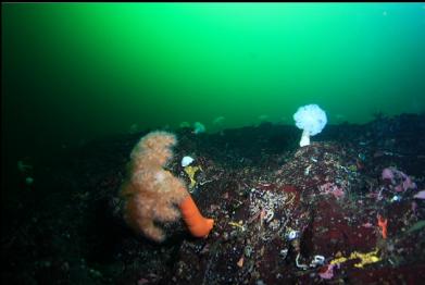 plumose anemones on wall