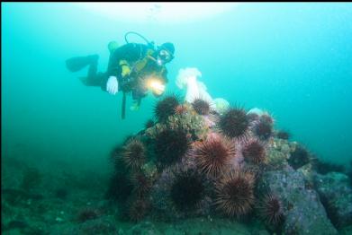 urchins and plumose anemones