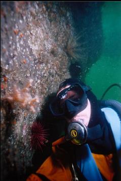 DIVER AND SOFT CORAL ON WALL