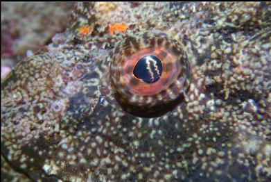 great sculpin eye