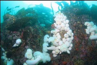 plumose anemones