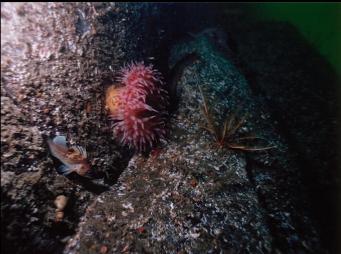 QUILLBACK ROCKFISH, ANEMONE AND FEATHER STAR ON WALL