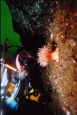 SWIMMING ANEMONE ON WALL