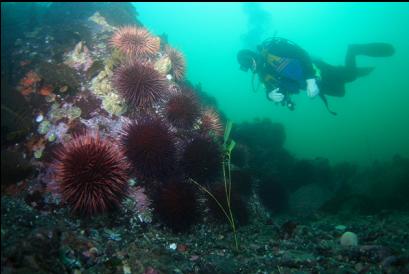 urchins at end of reef