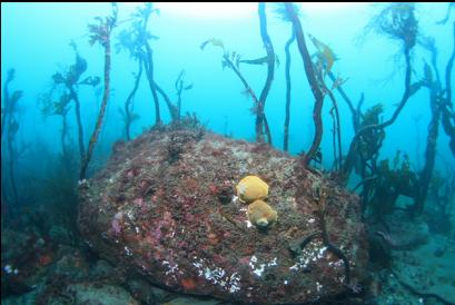 yellow nudibranchs