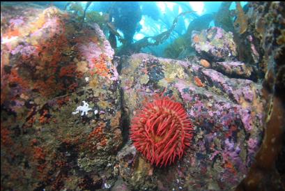 fish-eating anemone