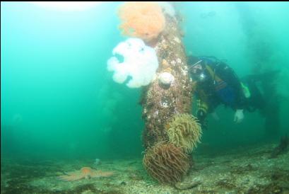 anemones on piling