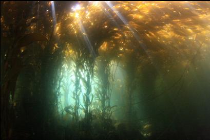 under the kelp