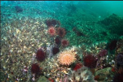 anemone, urchins and burrowing cucumbers