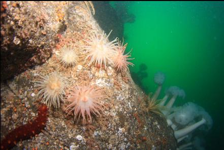 crimson anemones 100 feet deep