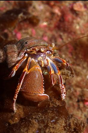 hermit crab