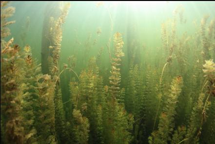 plants near pilings