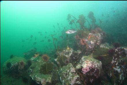 rockfish over boulders