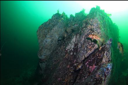 rockfish at the base of the slope near my boat