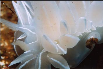 NUDIBRANCH IN SHALLOWS