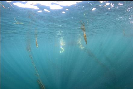 crazy swimmers without wetsuits