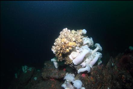 plumose anemones at 90 feet