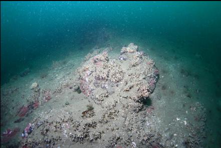 cemented tube worms