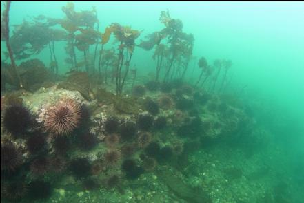 urchins on a ledge