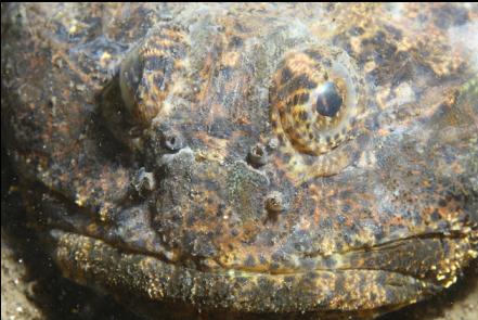 buffalo sculpin