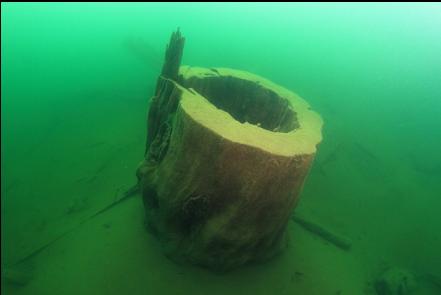 big hollow stump