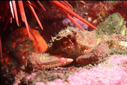 crab under an urchin