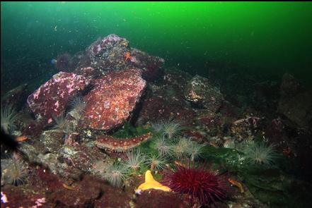 tube-dwelling anemones on the rocky slope near the bay