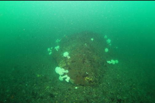 large boulder next to the sewer reef