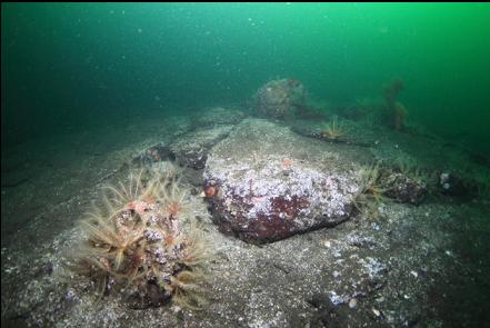 feather stars